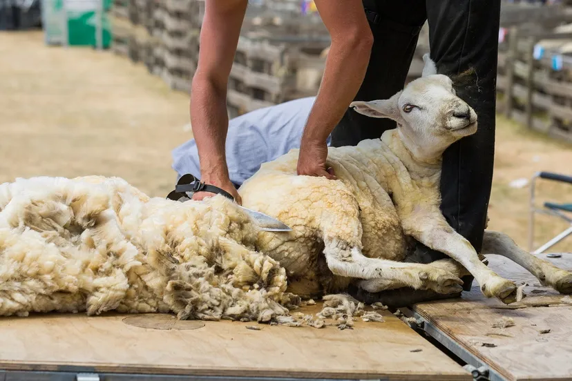 schapen scheren bij het koetshuijs in heemskerk op 12 mei