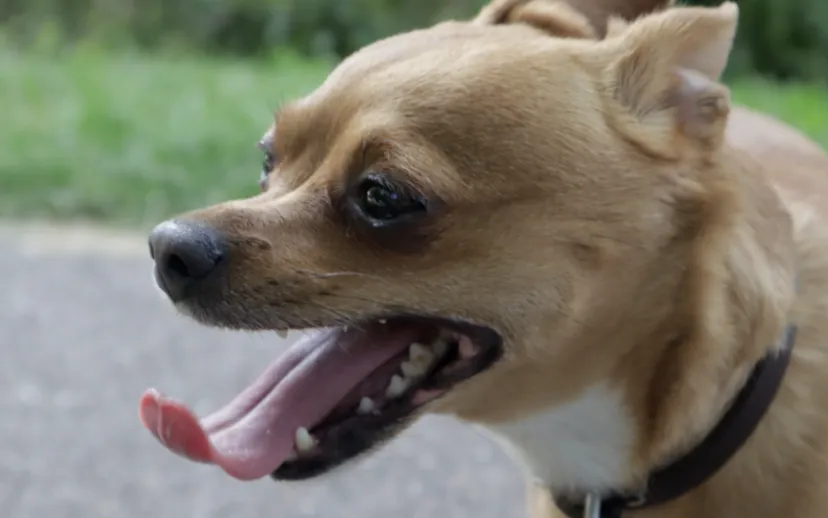 schermafbeelding 2019 07 25 om 220517 915x518