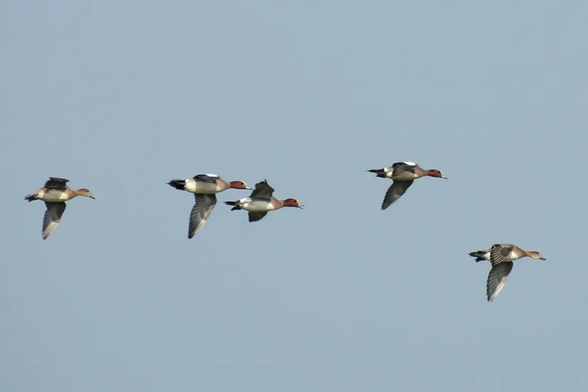 smient 11 henk van bruggen r 1