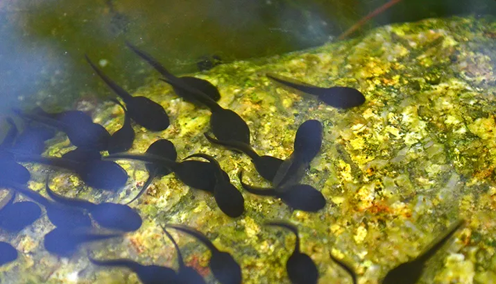 tadpoles 338628