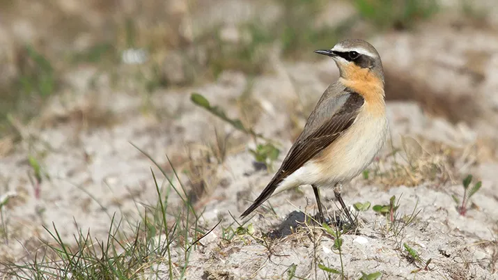 tapuit8 joke huijser spekken kl