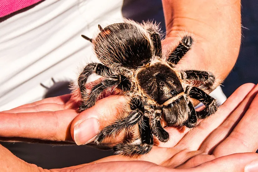 tarantula 1586528 1920