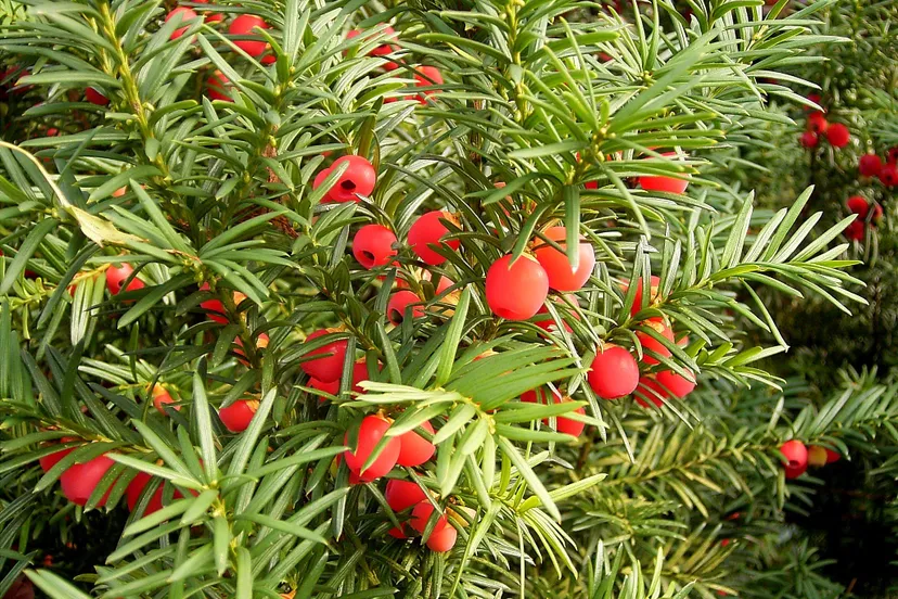 taxus baccata 01 ies