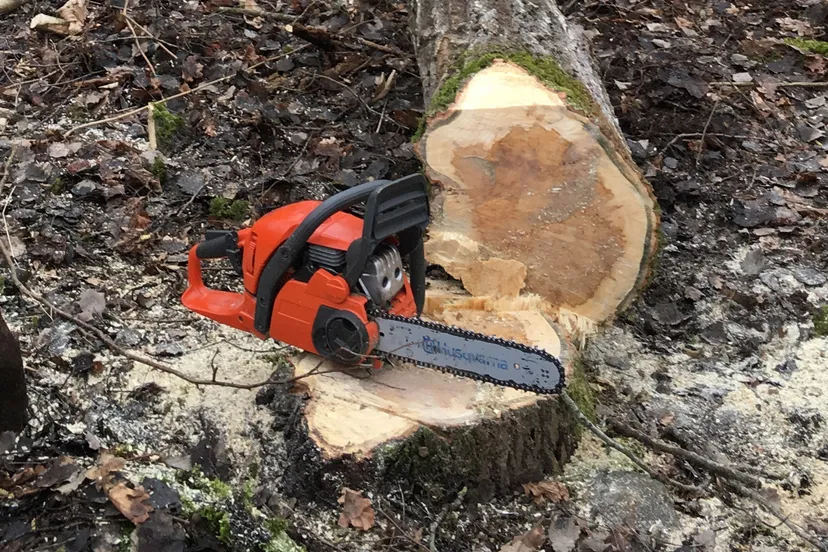 tree felling 2191064