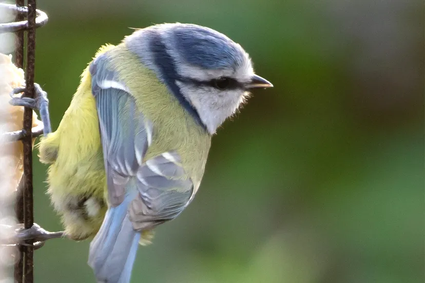 tuinvogellezing voor volwassenen op 19 oktober in de smaeckkamer in beverwijk
