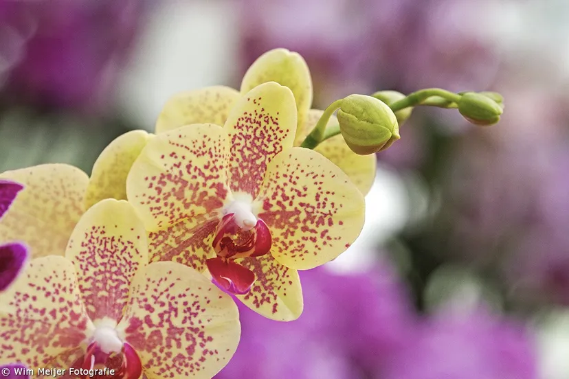 tumblr nm55esmlrb1svvyvco4 12801