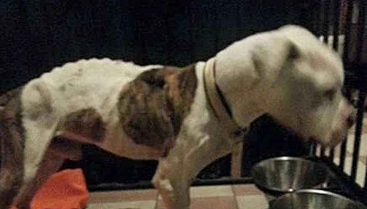 vermist en verwaarloosd