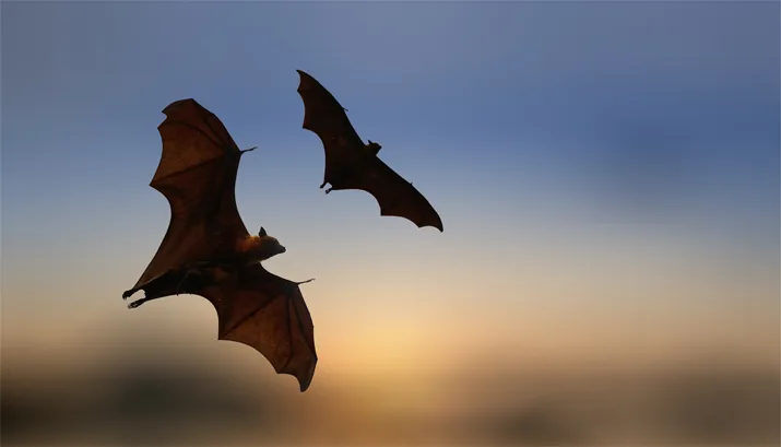 vleermuizen banner nme