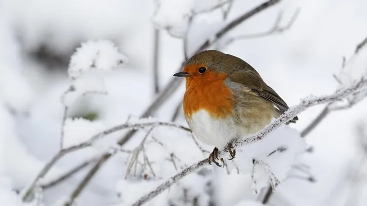 vogelvoer maken op kinderboerderij de baak