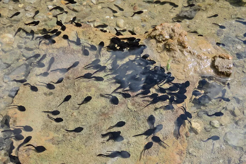 water nature texture animal frog amphibian 1407886 pxhere