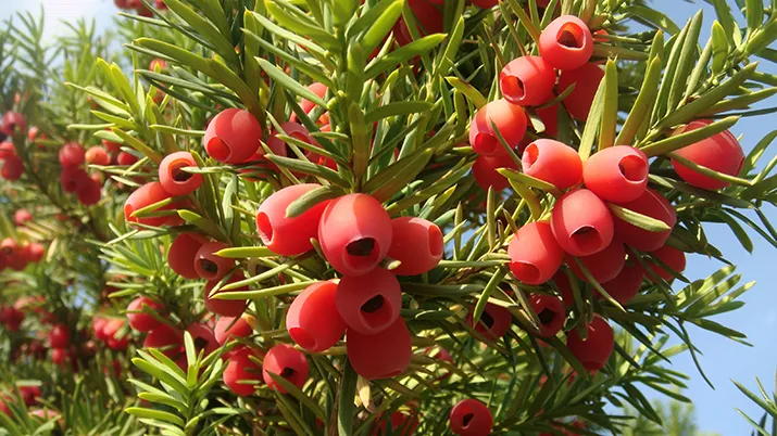 wikipedi taxus banner