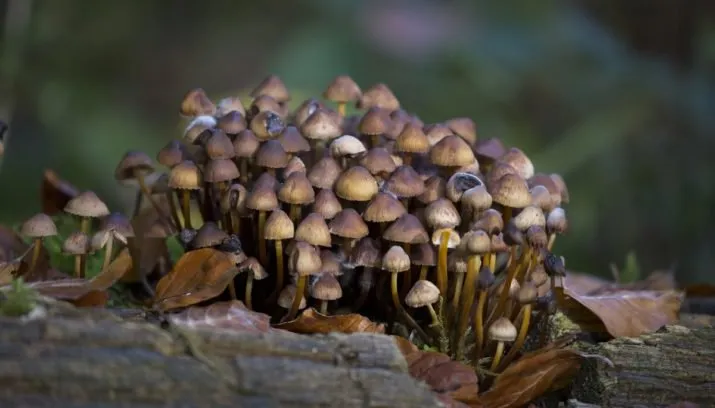 wim meijer fotografie 5i5a3666 715x408