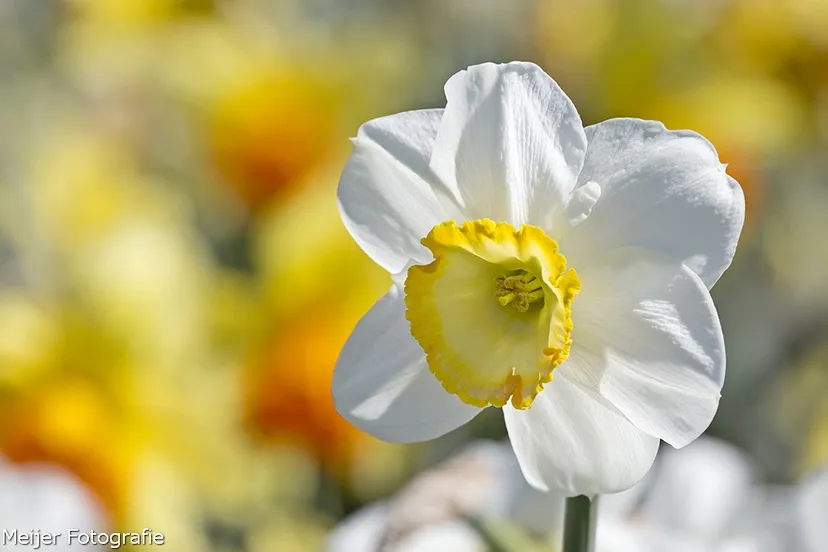 wim meijer fotografie 5i5a6862