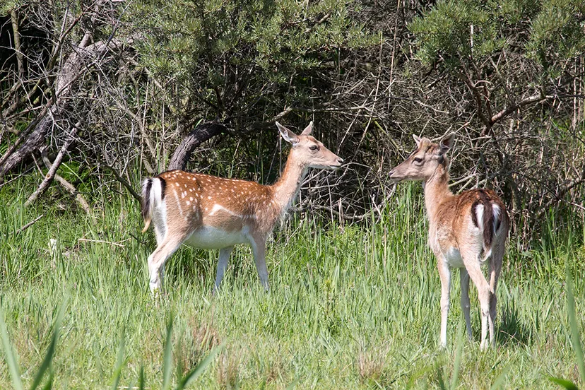 wim meijer fotografie 5i5a8783