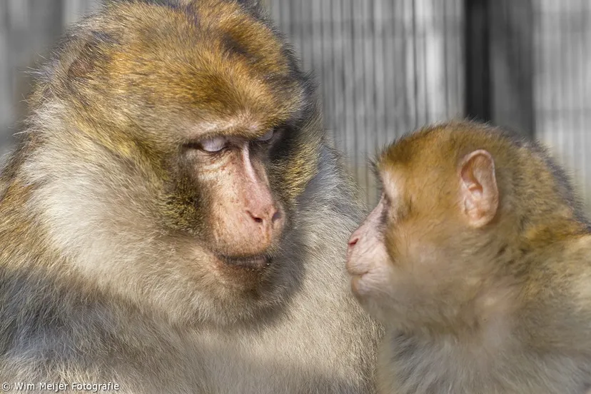wim meijer fotografie apenliefde
