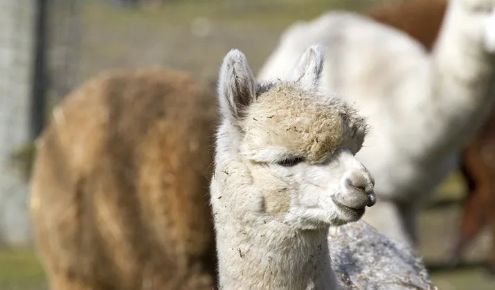 wim meijer fotografie banner hoenderdaell