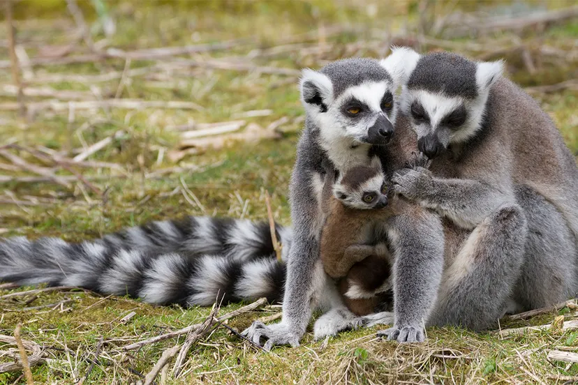 wim meijer fotografie banner ringstaartmakis
