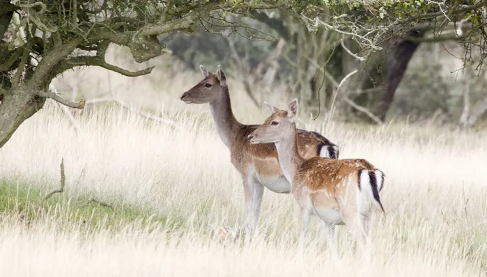 wim meijer fotografie banner2 bambi