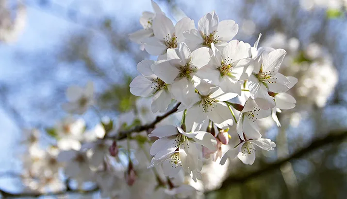 wim meijer fotografie bloesem