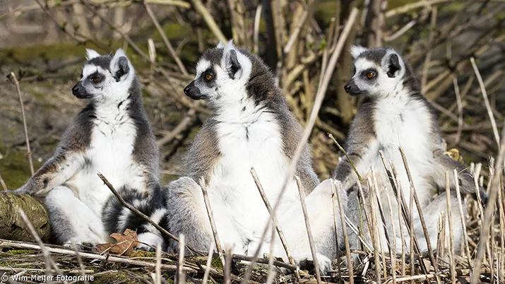 wim meijer fotografie hoenderdaell banner