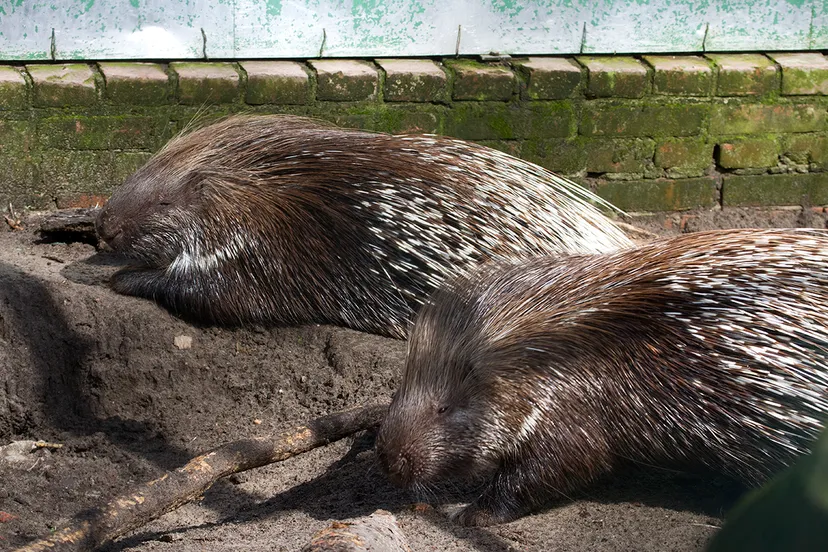 wim meijer fotografie img 0654