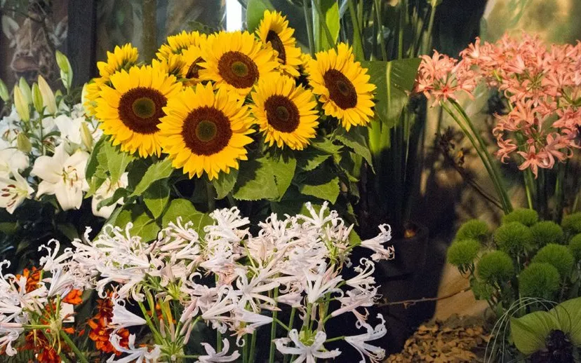 wim meijer fotografie img 1618 915x518 1