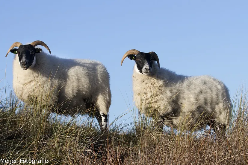 wim meijer fotografie img 7207 small