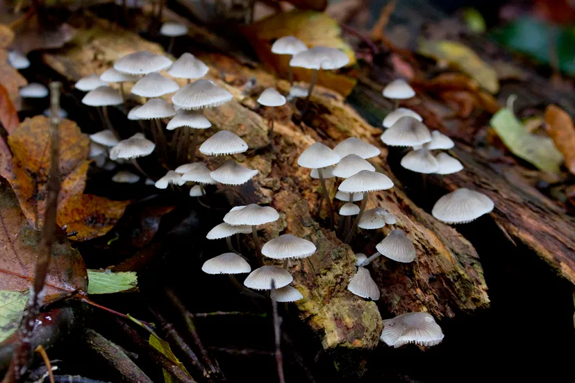wim meijer fotografie img 9256