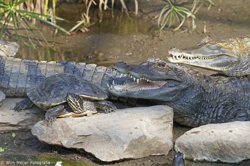 wim meijer fotografie kroko2