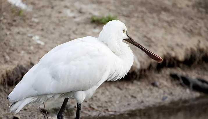 wim meijer fotografie lepelaar banner