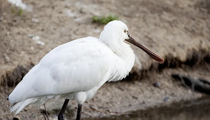 wim meijer fotografie lepelaar banner