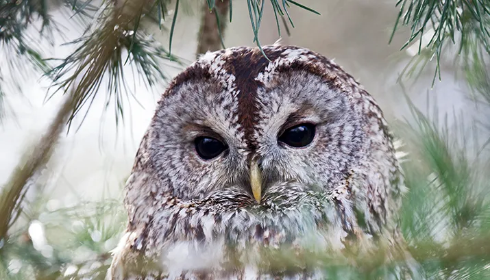 wim meijer fotografie mg 3618 bosuil
