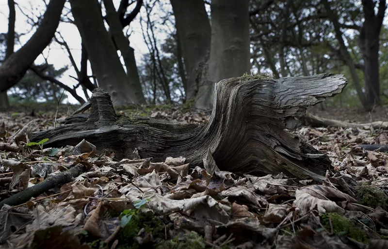 wim meijer fotografie mg 8294