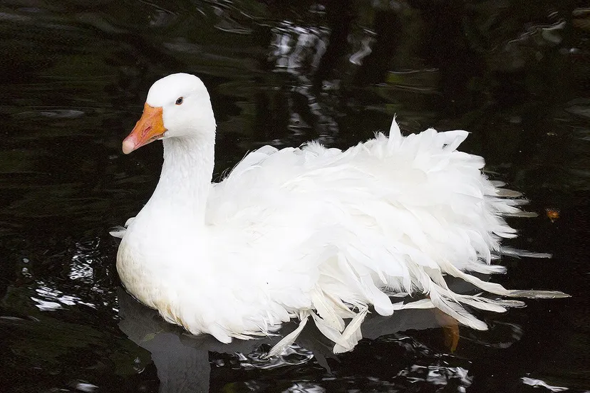 wim meijer fotografie sepastopolgans