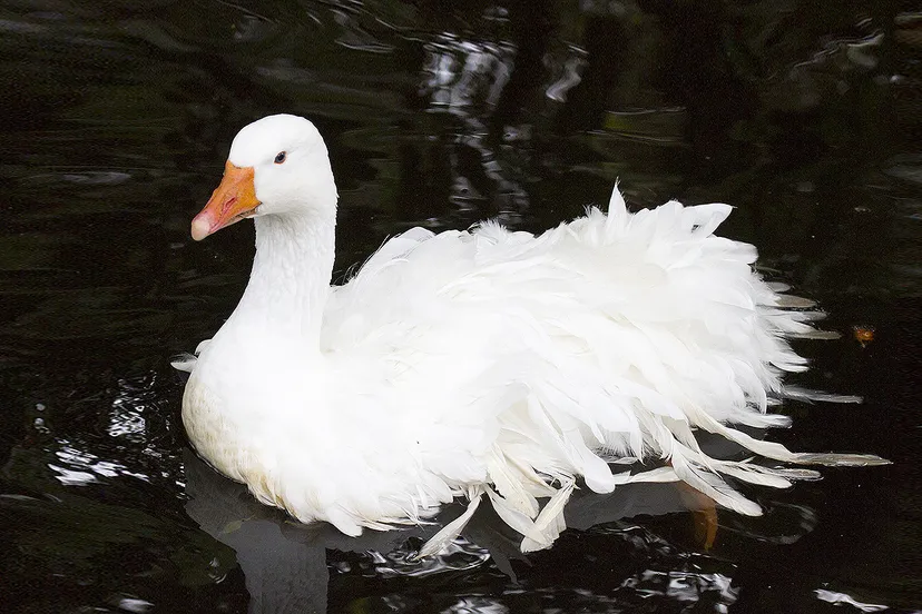 wim meijer fotografie sepastopolgans
