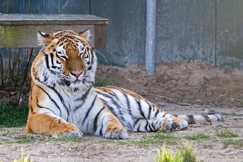 wim meijer fotografie stichting leeuw4 banner