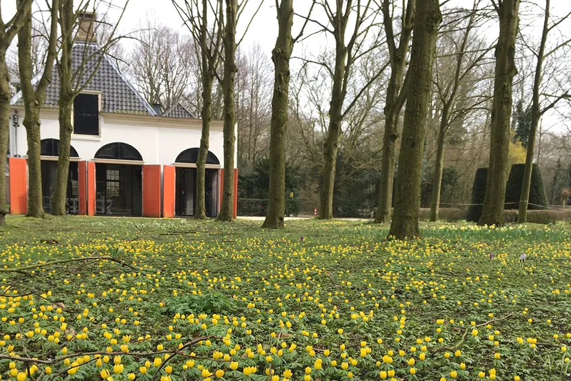 winterakoniet foto eveline blok