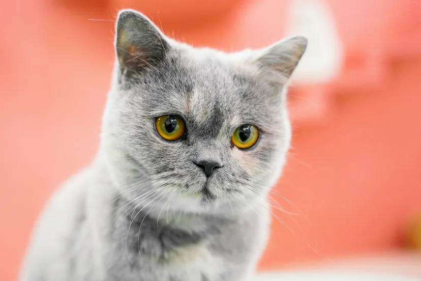 yang 73hymk4ioyw unsplash