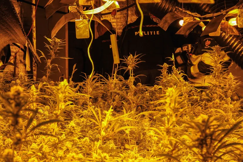 yful20notuuyet93tq45k11gr grote wietplantage wolvega