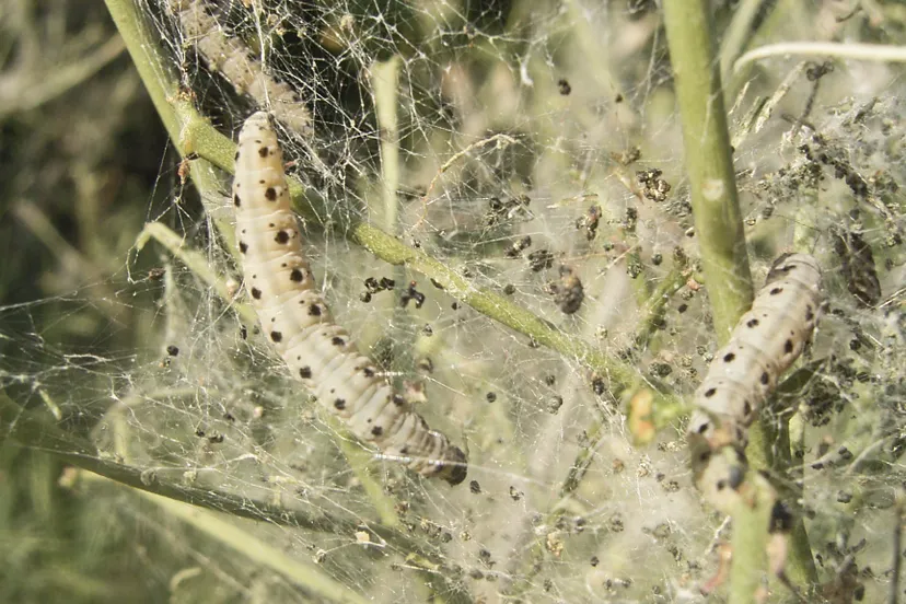 yponomeuta cagnagellus def