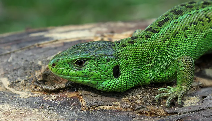 zandhagedis pixabay banner