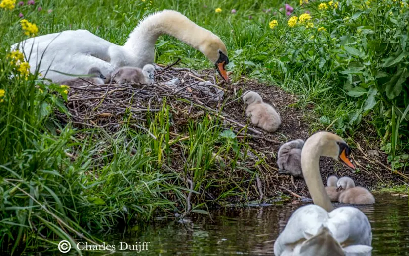 zwaantjes twee 915x518