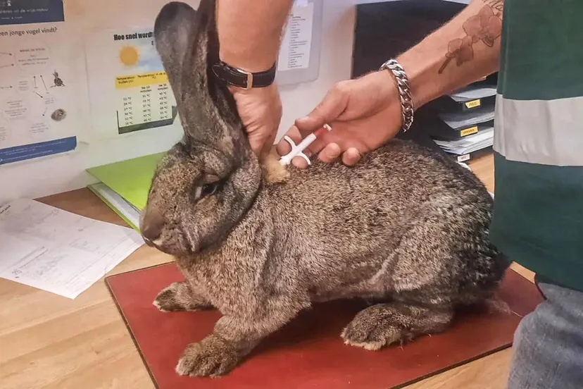 promo chippen f06d4a5d kopieren