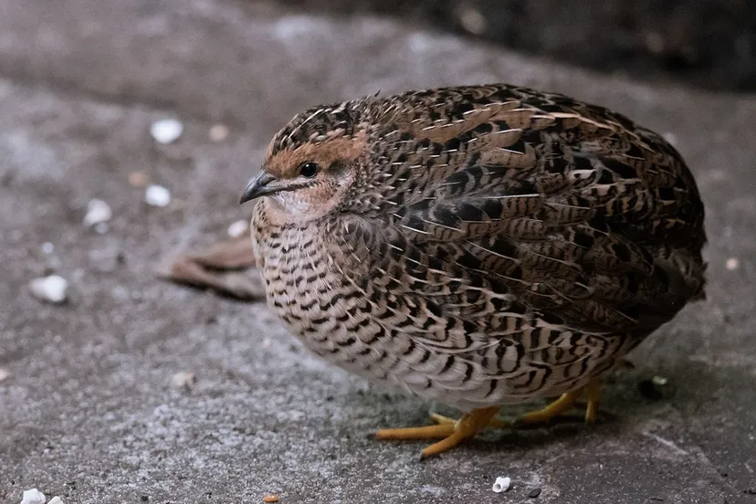 bird 7095512 1920 kopieren