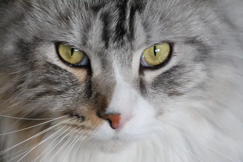 cat 1723607 1920 kopie