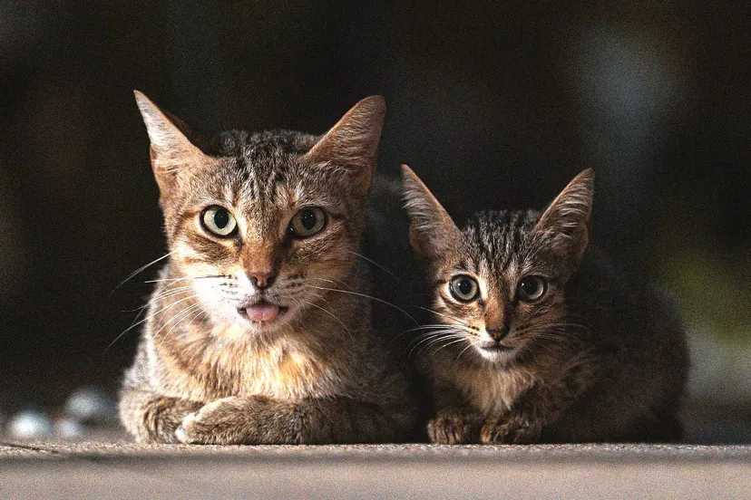 cats 9024710 1920 kopieren