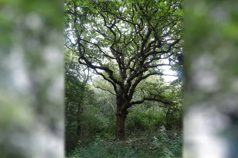 peter hulscher magische boom kopieren achtergrond kopieren boom