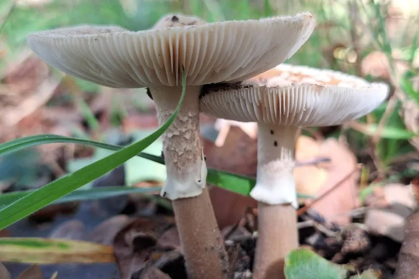 paddenstoel - gemaakt door Jackelien Glorie door vrij bruikbaar