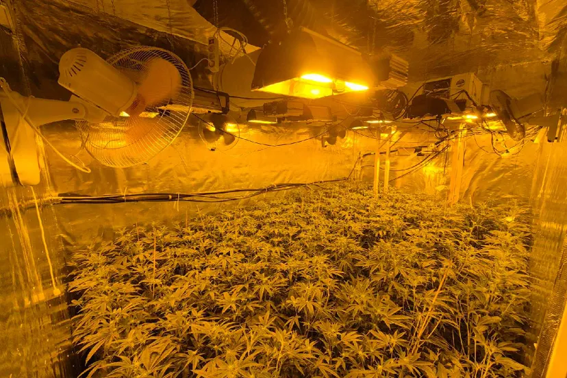 Aangetroffen hennepplanten