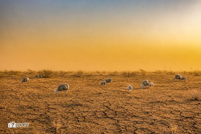 Schapen in sahellandschap